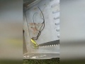 Ľuďom sa pri sledovaní tohto VIDEA dvíha žalúdok: Nechutné, čo vylieza von z modlivky