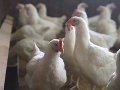 AKTUÁLNE V Rusku zaznamenali PRVÝ prenos vírusu vtáčej chrípky na ľudí na svete