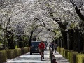 FOTO Sakury v Japonsku rozkvitli rekordne skoro: Podľa vedcov je to znamenie tejto katastrofy