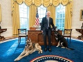 Nepoučiteľný Bidenov pes: Už raz dostal vyhadzov z Bieleho domu a... opäť po niekom chňapol!