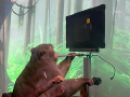 Makak hrá videohry pomocou Makak hrá videohry pomocou