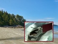 VIDEO More 12 rokov vyplavovalo ľudské nohy s teniskami: Vedci záhadu konečne objasnili