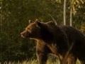 VIDEO Ochranári zúria: Princ mal zastreliť najväčšieho medveďa v Európskej únii!