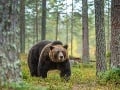 MIMORIADNE Pitva potvrdila šokujúcu pravdu! Prvé úmrtie po útoku medveďa na Liptove