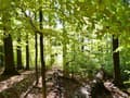 UNESCO rozšírilo územie bukových pralesov na Slovensku na zozname svetového dedičstva