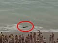 Poplach v Španielsku kvôli žralokovi: Turisti utekali pred veľkou beštiou