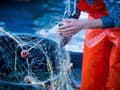 FOTO Rybári vytiahli zo Stredozemného mora podivného tvora s tvárou prasaťa