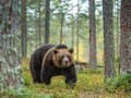 V Slovenskom raji upozorňujú na výskyt medveďa
