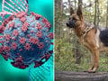 Rakúskej armáde sa podaril husársky kúsok: Vycvičili psy, ktoré odhalia KORONAVÍRUS