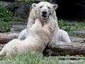 V berlínskej zoo uhynul najstarší ľadový medveď v Európe
