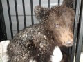 Z toho sa vám roztopí srdce: Poľskí veterinári v hodine dvanástej zachránili malé medvieďa! Takéto má meno