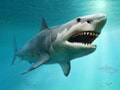 Dráma na pláži v Sydney: Žralok roztrhal plavca, prvýkrát od roku 1963