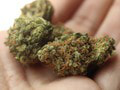 Trestné sadzby za marihuanu pre vlastnú spotrebu sa od 1. mája znižujú
