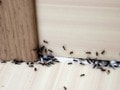 Nedokážete sa zbaviť mravcov v domácnosti? Tento trik ich vypudí navždy!