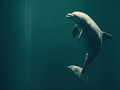 V Čiernom mori zaznamenali masívny úhyn delfínov: Môže to mať súvis s vojnou na Ukrajine