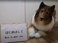 Toko-San v obleku psa