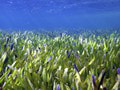 FOTO Unikátny objav pri Austrálii: Morská tráva na ploche 200 kilometrov štvorcových je jediná rastlina