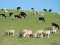 Z tohto nápadu sa chytíte za hlavu: Farmári na Novom Zélande majú platiť za zvieracie... TO myslia vážne?!