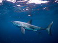 Brutálny útok žraloka v Kalifornii: Plavec utrpel vážne zranenia
