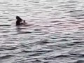 TRAGÉDIA v obľúbenom turistickom letovisku: Žralok napadol Rakúšanku! Útok neprežila