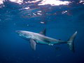 Pri útokoch žraloka v Egypte zahynuli Rakúšanka a Rumunka