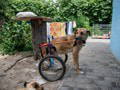 Nechutné odhalenie: Rusi majú na Ukrajine využívať psy ako smrteľnú nástražnú bombu pre civilistov