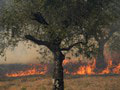 Vážne lesné požiare: EÚ mobilizuje ďalšiu pomoc pre Portugalsko, Francúzsko a Albánsko