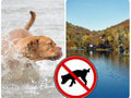 Na tajchoch zakročili proti psíčkarom pre exkrementy aj útoky na ľudí: Psom vo vode a navoľno je koniec!
