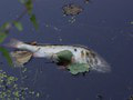 Ekologická KATASTROFA: Na juhu Moravy uhynuli tony rýb, pre horúčavy im chýbal kyslík