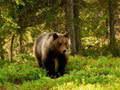 Dráma na severnej D1: Pod kolesami auta skončila mladá medvedica! Štátna ochrana prírody pozná vinníka