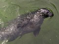 Košickú zoo zasiahli sucho a horúčavy: Tuleňom doviezli vodu hasiči