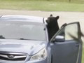 Manželia zúria: Medveď si otvoril dvere ich auta a zostal tam celú noc! Totálna skaza, môžu kupovať nové