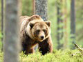 Bizarná situácia v Banskej Bystrici: Medveď vybehol na železničnú trať, stalo sa mu to osudným! Spôsobil meškanie