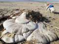 Nechutný objav na pláži: Žena venčila psa, keď na piesku zbadala poriadne čudo