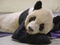 Zomrela milovaná panda Tchuan Tchuan, symbol dobrých vzťahov s Čínou