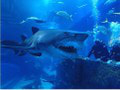 Keď preplával okolo potápačov, premkla ich hrôza: VIDEO najdesivejšieho žraloka na svete