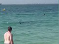 Žralok terorizoval turistov na obľúbenej pláži: Zažiť toto, už nikdy do mora nevstúpite!