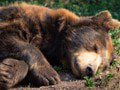 Ochranári chceli premiestniť driemajúceho medveďa: Bližší pohľad na neho im vyrazil dych