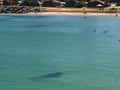 Hrozivé VIDEO Na pláži sa objavil žralok: Plavci nič netušili, od smrti ich delilo len pár metrov