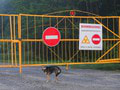 V okolí Černobyľu objavili podivných psov: Vedci sú fascinovaní, ako je možné, že sa s nimi stalo toto?