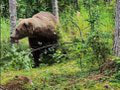 Turisti počas prechádzky v lese narazili hneď na dvoch medveďov: Pozor, ide priamo k nám!