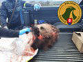 FOTO Enviropolícia zadržala troch mužov: Prevážali nelegálne uloveného medveďa