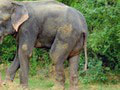 Lesníci chytili nebezpečného slona, ktorý usmrtil šiestich ľudí