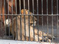 Tragédia v zoo: Výlet sa zmenil na nočnú moru, chlapec (†6) neprežil útok leva