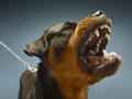 Prípad dohryzenej Sofinky rotvajlermi: Nové detaily hororových chvíľ, prehovoril majiteľ psov