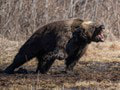 Medveď zaútočil na mužove