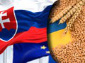 Eurokomisia zasahuje voči ukrajinským obilninám! Rozhodnutie sa dotkne aj Slovenska: TOTO sa susedným krajinám nepáči