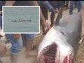 Horor v Hurghade! Žralok