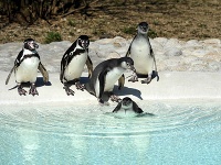 Košické tučniaky si už prvýkrát tohto roku zaplávali vonku