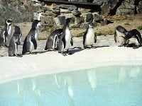 Košické tučniaky si už prvýkrát tohto roku zaplávali vonku